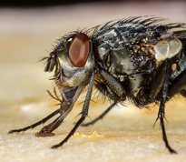 Fly Onesia floralis